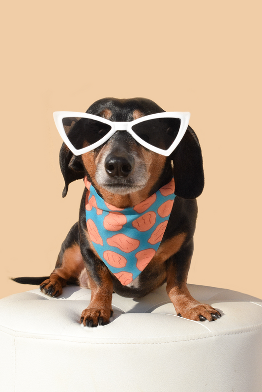 Gafas de sol para perros